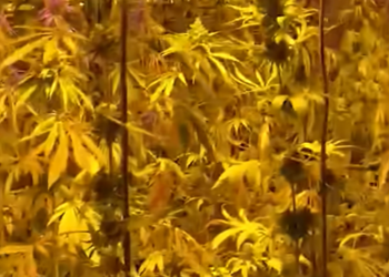 Operacion antidrogë në Pejë: Asgjësohen sot bimët narkotike të sekuestruara në Jabllanicë të Vogël