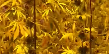 Operacion antidrogë në Pejë: Asgjësohen sot bimët narkotike të sekuestruara në Jabllanicë të Vogël