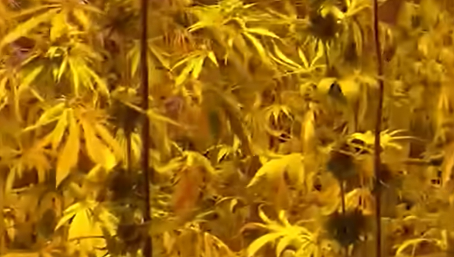 Operacion antidrogë në Pejë: Asgjësohen sot bimët narkotike të sekuestruara në Jabllanicë të Vogël