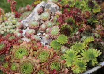 Bima e shtëpisë, ilaç natyral për misrat, lythat dhe dhimbjet e veshit