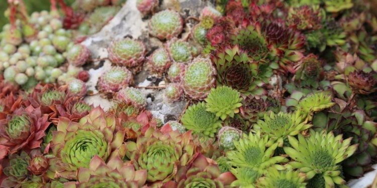 Bima e shtëpisë, ilaç natyral për misrat, lythat dhe dhimbjet e veshit