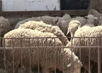 Para Kurban Bajramit, në Kllokot ndalohet burrë me dele pa dokumente.