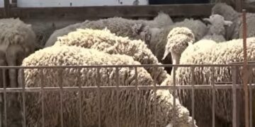 Para Kurban Bajramit, në Kllokot ndalohet burrë me dele pa dokumente.