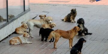 Shtabi Emergjent për qentë endacakë në QKUK, ende në pritje të konfirmimit të palëve.