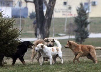 “Tmerr në oborrin e QKUK-së: Qentë endacakë sulmojnë një grua në ora 6 të mëngjesit”.