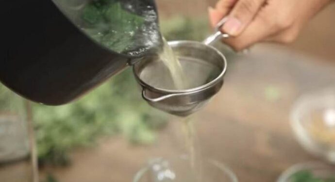 Hithra, një bimë me vlera ushqyese – çfarë thotë shkenca për përfitimet e saj?