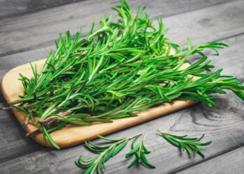 Rozmarina, bima aromatike me përdorime tradicionale për kujdesin ndaj lëkurës dhe flokëve