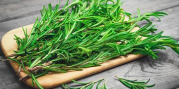 Rozmarina, bima aromatike me përdorime tradicionale për kujdesin ndaj lëkurës dhe flokëve