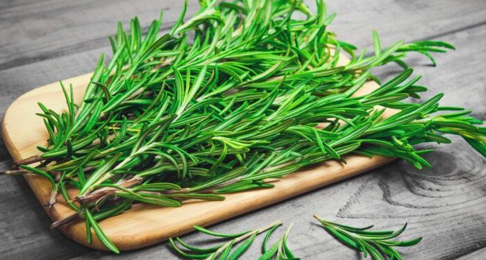 Rozmarina, bima aromatike me përdorime tradicionale për kujdesin ndaj lëkurës dhe flokëve