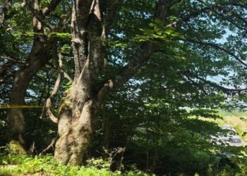 Gjenden mbetjet mortore të katër personave në Jabukë të Vogël, vazhdojnë gërmimet për personat e zhdukur në Zubin Potok