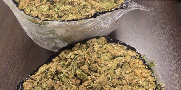 Dogana dhe Policia kapin 2.162 kilogramë marihuanë në Vërmicë